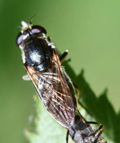 Réf. 306 569 : Cheilosia sp.